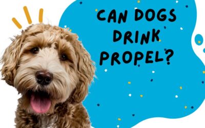 Can Dogs Drink Propel? The Ultimate Guide to Hydrating Your Pup