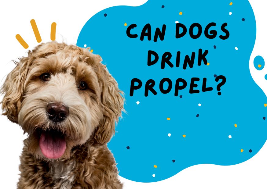 Can Dogs Drink Propel
