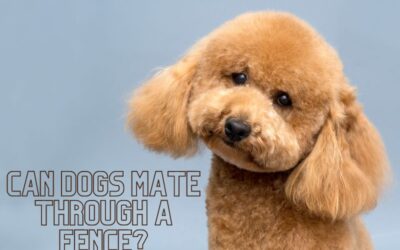 Can Dogs Mate Through a Fence? Discover the Truth about Breeding Barriers!