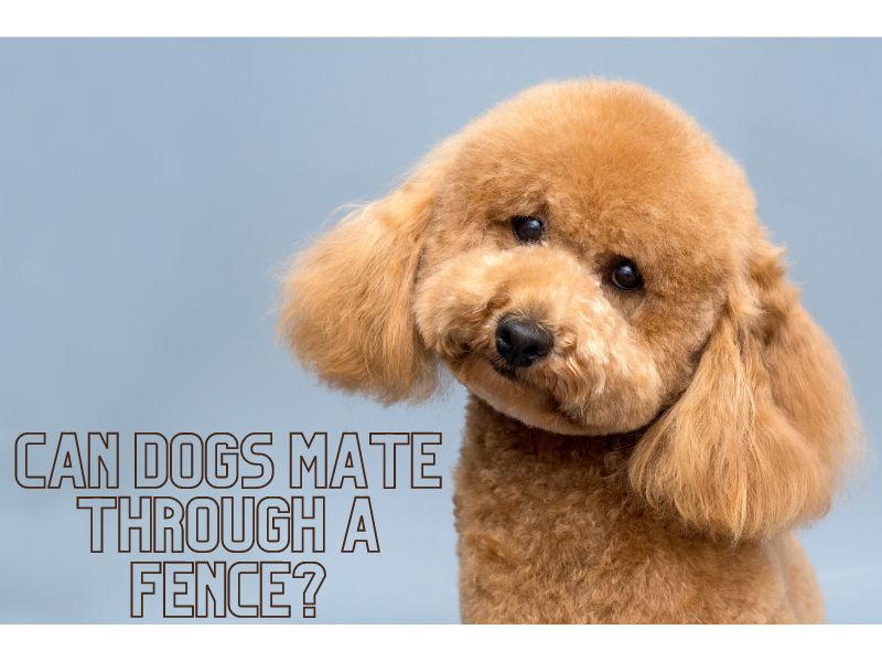 can dogs mate through a fence