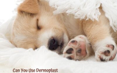 Can You Use Dermoplast on Dogs? Expert Insights Unveiled!