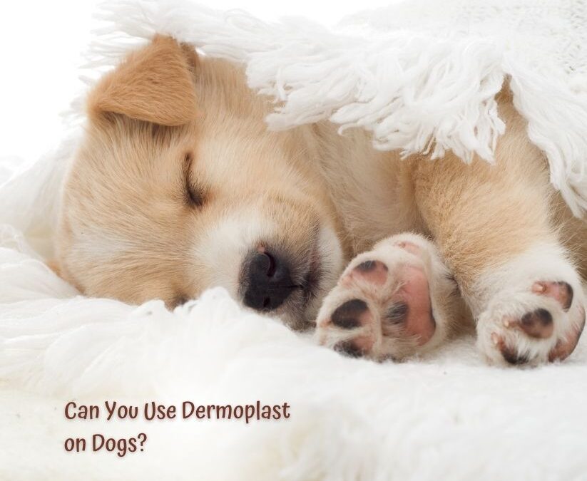 Can You Use Dermoplast on Dogs? Expert Insights Unveiled!