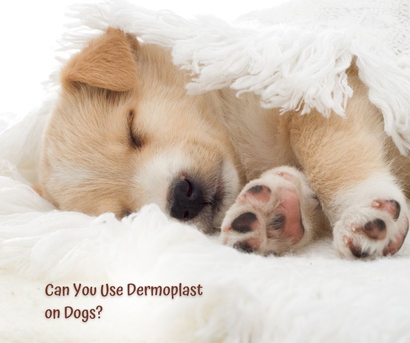 can you use dermoplast on dogs