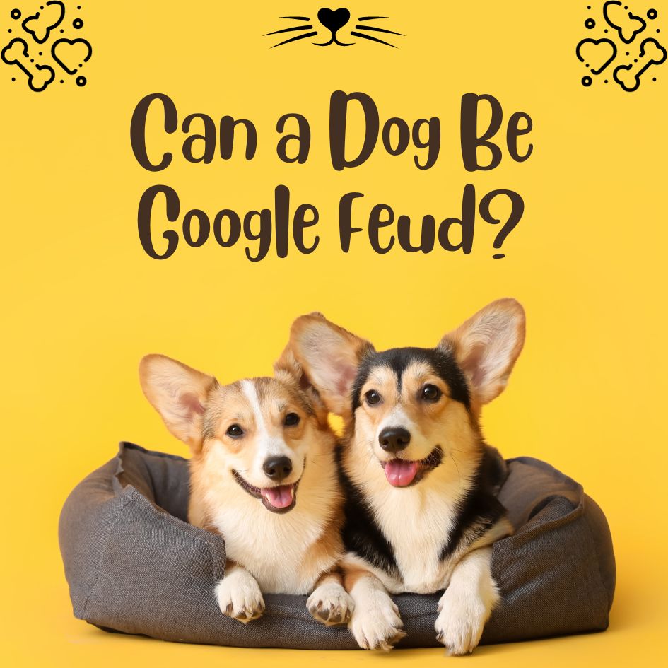Can a Dog Be Google Feud