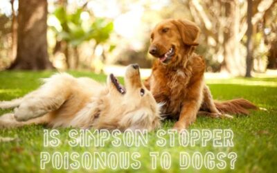 Is Simpson Stopper Poisonous to Dogs? Discover the Truth Now!