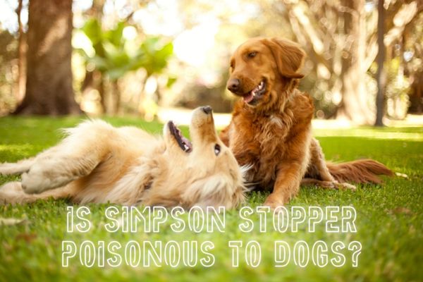 is simpson stopper poisonous to dogs
