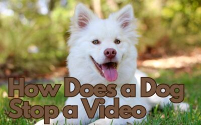 How Does a Dog Stop a Video: Unveiling the Power of Paws