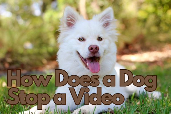 how does a dog stop a video