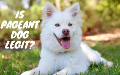 Is Pageant Dog Legit? Unveiling the Truth Behind the Platform