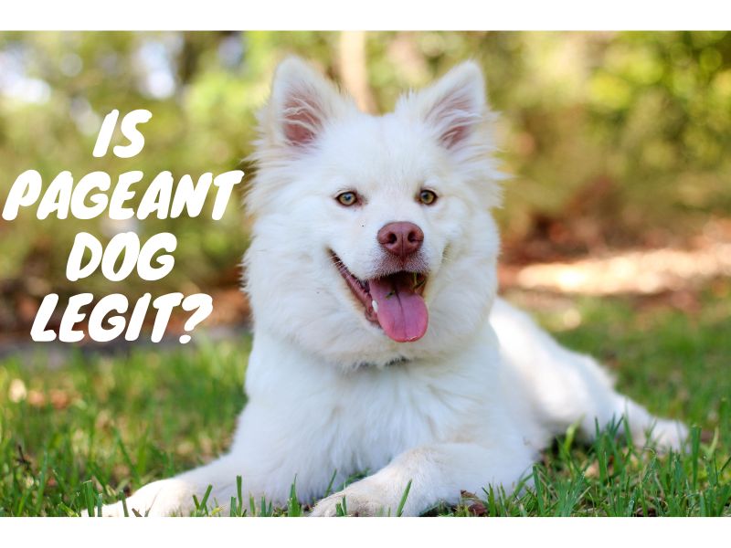 is pageant dog legit