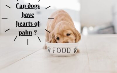 Can Dogs Have Hearts of Palm? Discover The Surprising Facts!