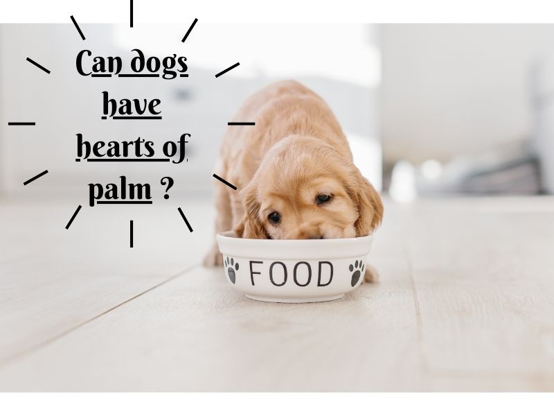 Can dogs have hearts of palm?