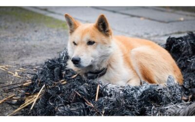 Is It Bad to Keep Dog Ashes at Home? Unveiling the Truth