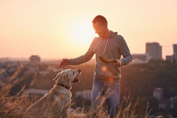 how to become a dog trainer in missouri