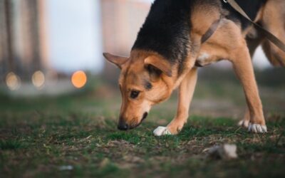 Why is My Dog Walking Slow With Head Down: Uncovering the Hidden Health Issues