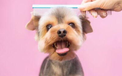 How Long for Dogs Hair to Grow Back After Scab: Discover the Time Frame for Regrowth