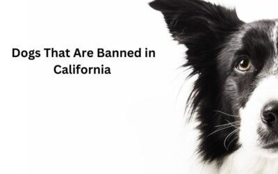 What Dogs Are Banned in California: The Comprehensive Guide Revealed!