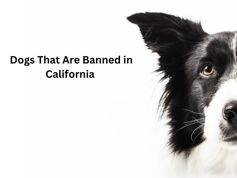 What Dogs Are Banned in California