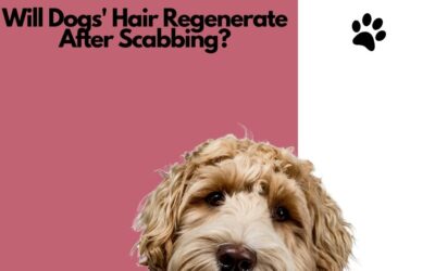 Will Dogs’ Hair Regenerate After Scabbing? Discover the Power of Natural Healing