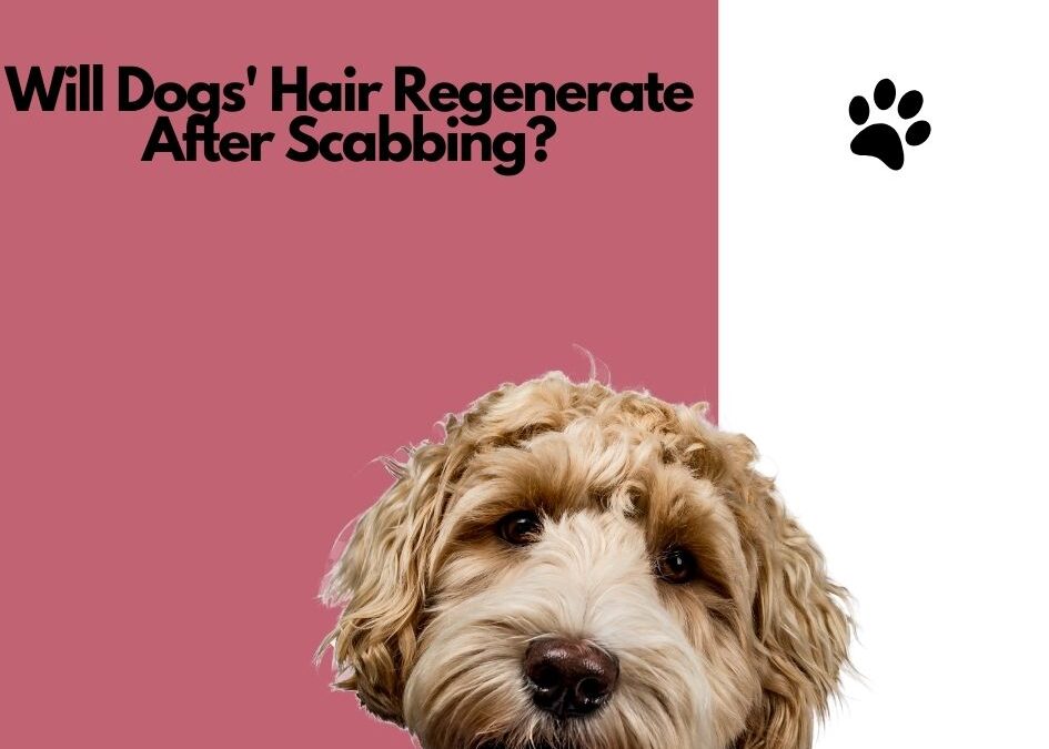 Will Dogs’ Hair Regenerate After Scabbing? Discover the Power of Natural Healing