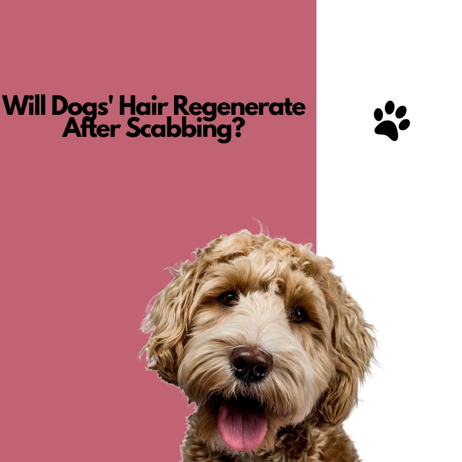 Will Dogs' Hair Regenerate After Scabbing