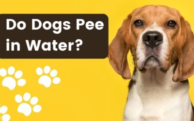 Do Dogs Pee in Water? Discover the Truth Behind Canine Bathroom Habits!