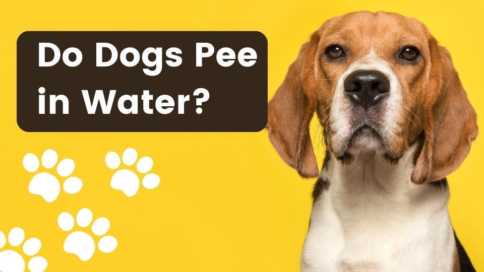 do dogs pee in water