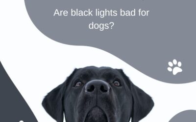 Are Black Lights Bad for Dogs? Discover the Surprising Truth