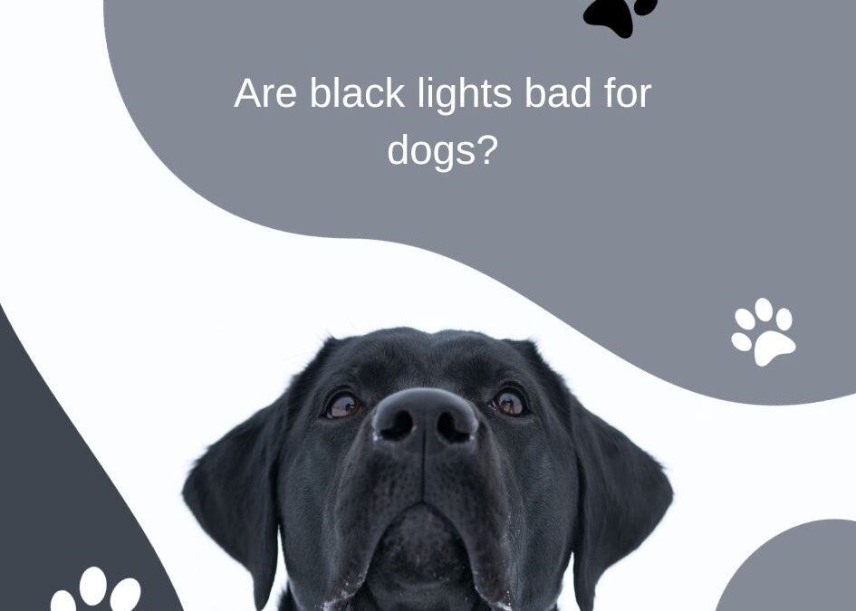 Are Black Lights Bad for Dogs? Discover the Surprising Truth