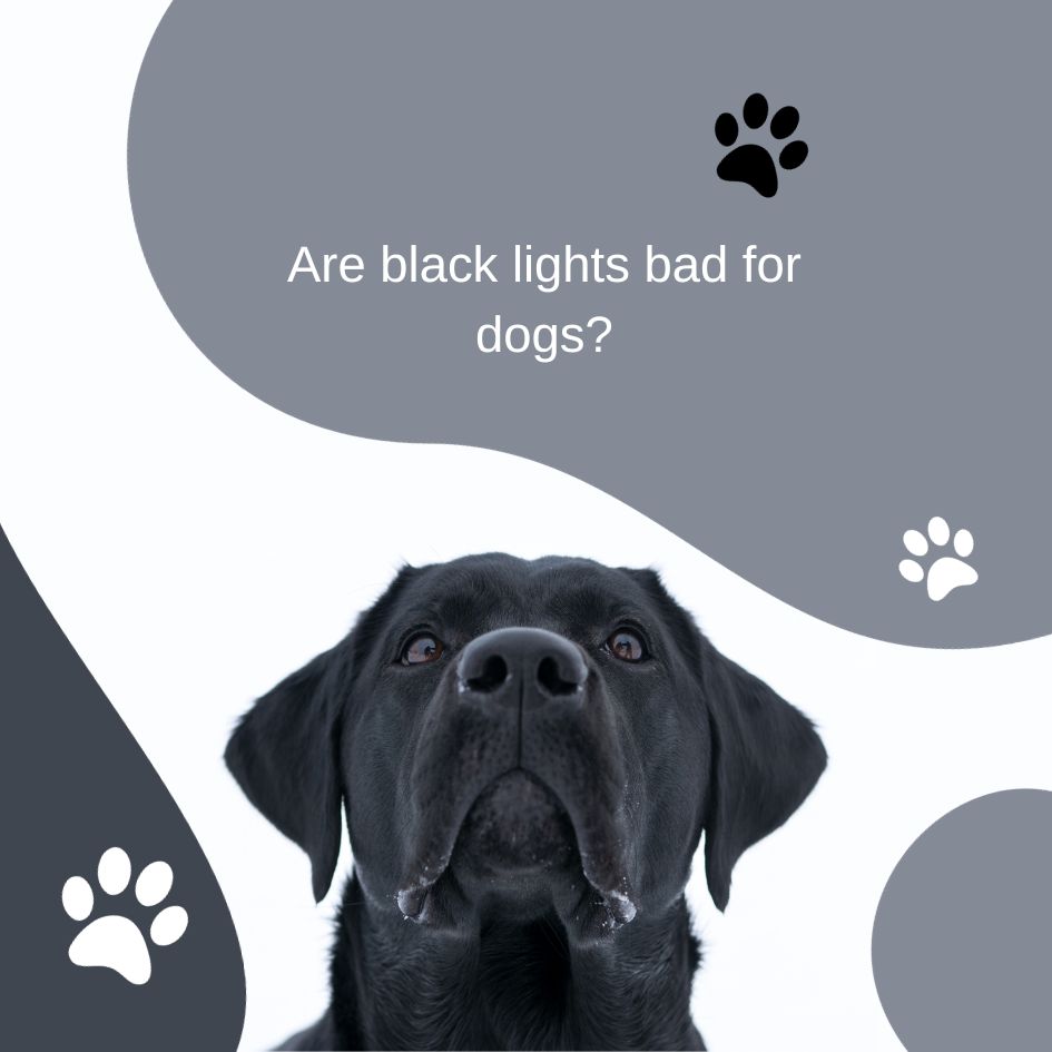 are black lights bad for dogs