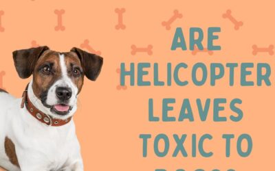 Are Helicopter Leaves Toxic to Dogs? Discover the Truth about their Potential Dangers