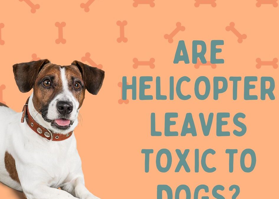 Are Helicopter Leaves Toxic to Dogs? Discover the Truth about their Potential Dangers