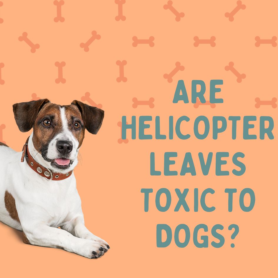 are helicopter leaves toxic to dogs