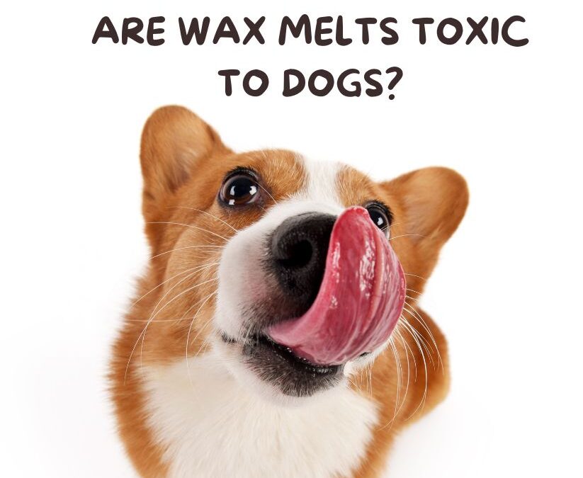 Are Wax Melts Toxic to Dogs? Avoid These Dangerous Hazards!