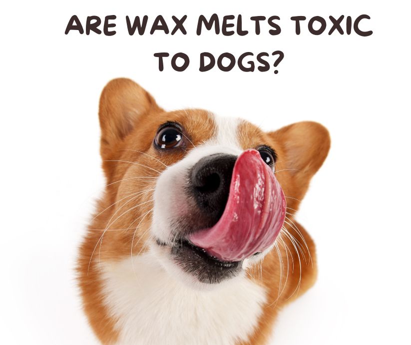 are wax melts toxic to dogs