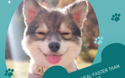 Do Dogs Heal Faster Than Humans? Discover the Surprising Truth!