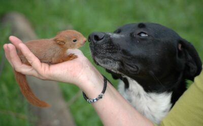Do Squirrels Taunt Dogs: Unleashing the Wild Chase