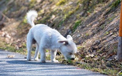 Do Drug Dogs Smell Mushrooms? Unveiling the Surprising Truth