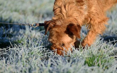 Can Dogs Smell Psilocybin? Unveiling the Hidden Scent-Sensing Abilities!