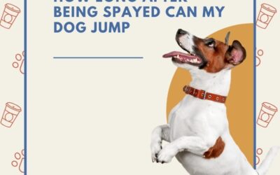 How Long After Being Spayed Can My Dog Jump: Expert Tips for a Safe Recovery