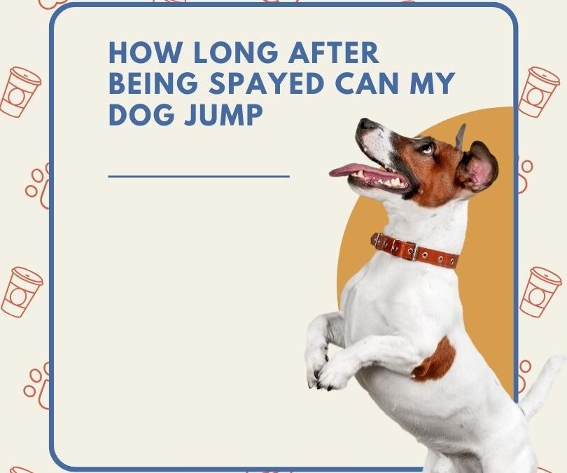 How Long After Being Spayed Can My Dog Jump: Expert Tips for a Safe Recovery