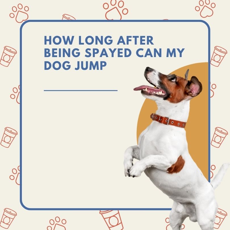 how long after being spayed can my dog jump