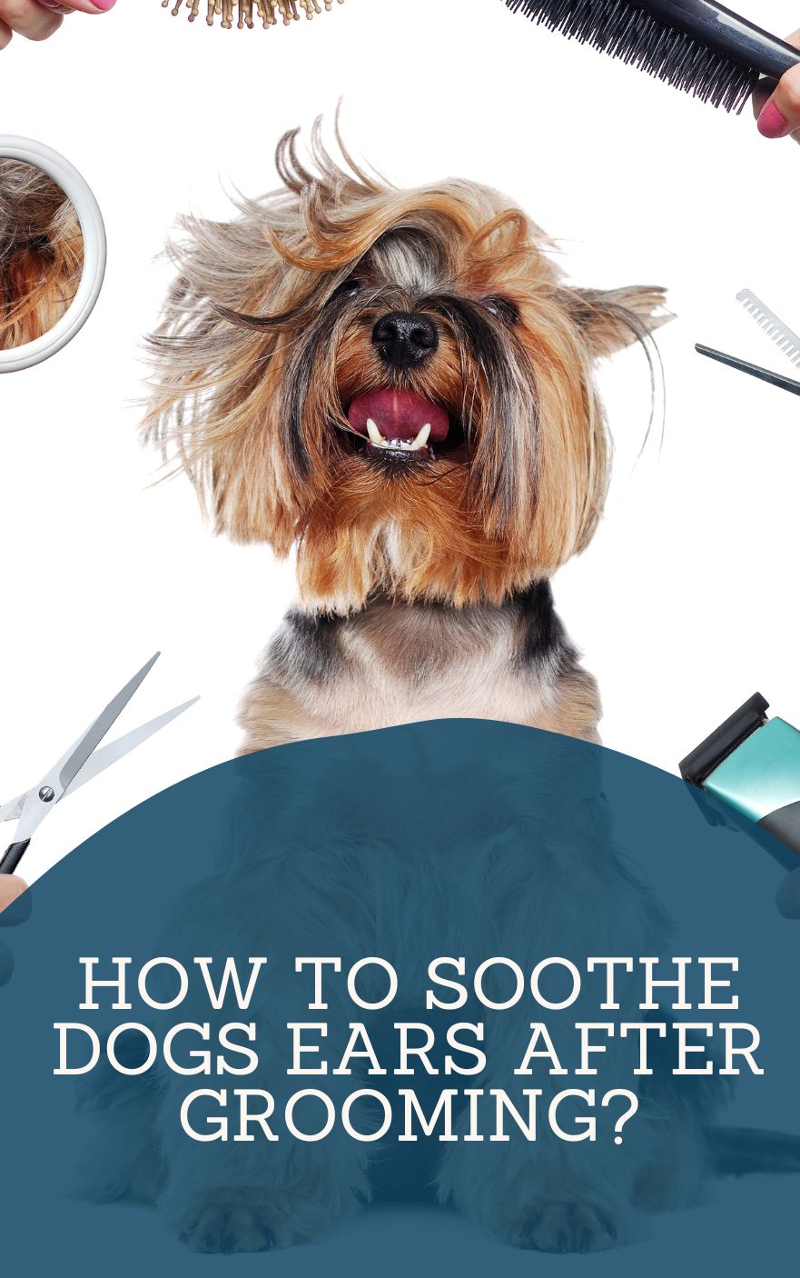 how to soothe dogs ears after grooming