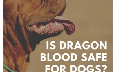 Is Dragon’s Blood Safe for Dogs? Unveiling the Truth