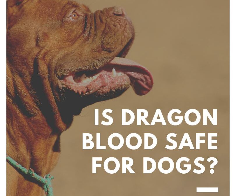 Is Dragon’s Blood Safe for Dogs? Unveiling the Truth