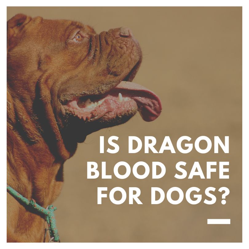is dragon's blood safe for dogs