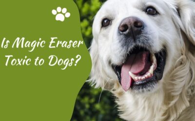 Is Magic Eraser Toxic to Dogs? Here’s What You Need to Know!