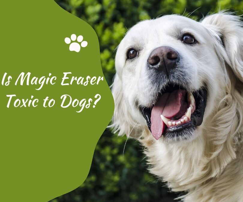 Is Magic Eraser Toxic to Dogs? Here’s What You Need to Know!