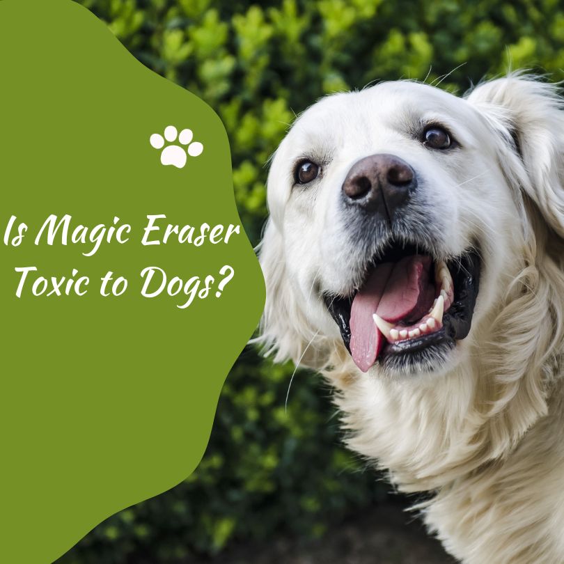 is magic eraser toxic to dogs