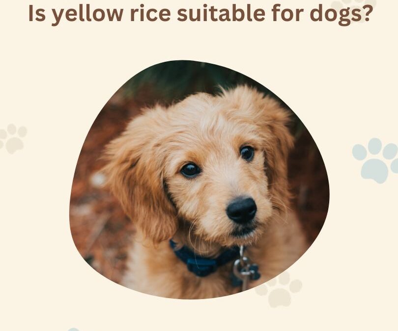 Is Yellow Rice Safe and Beneficial for Dogs?